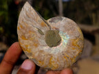 Polished Cleoniceras Ammonite Fossil Pairs x 6 pairs From Tulear, Madagascar