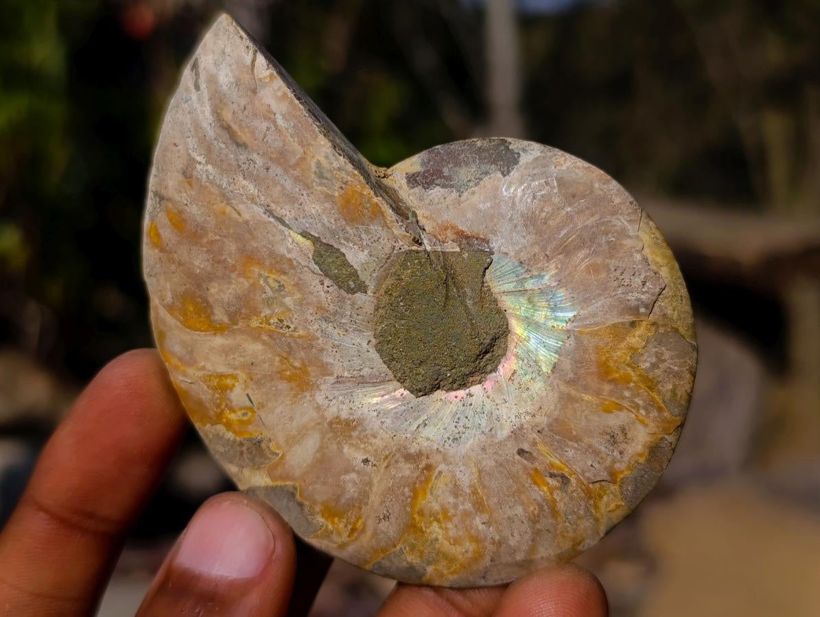 Polished Cleoniceras Ammonite Fossil Pairs x 6 pairs From Tulear, Madagascar