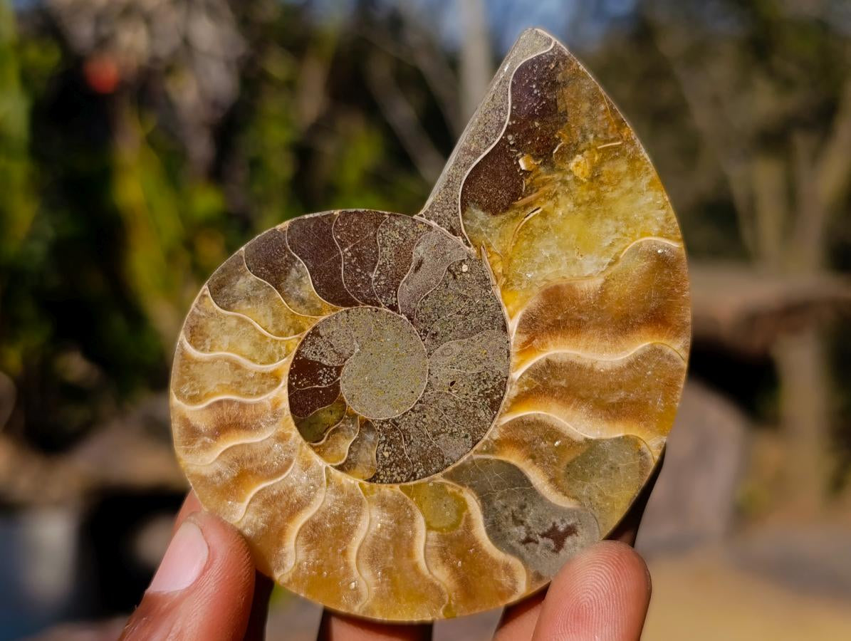 Polished Cleoniceras Ammonite Fossil Pairs x 6 pairs From Tulear, Madagascar