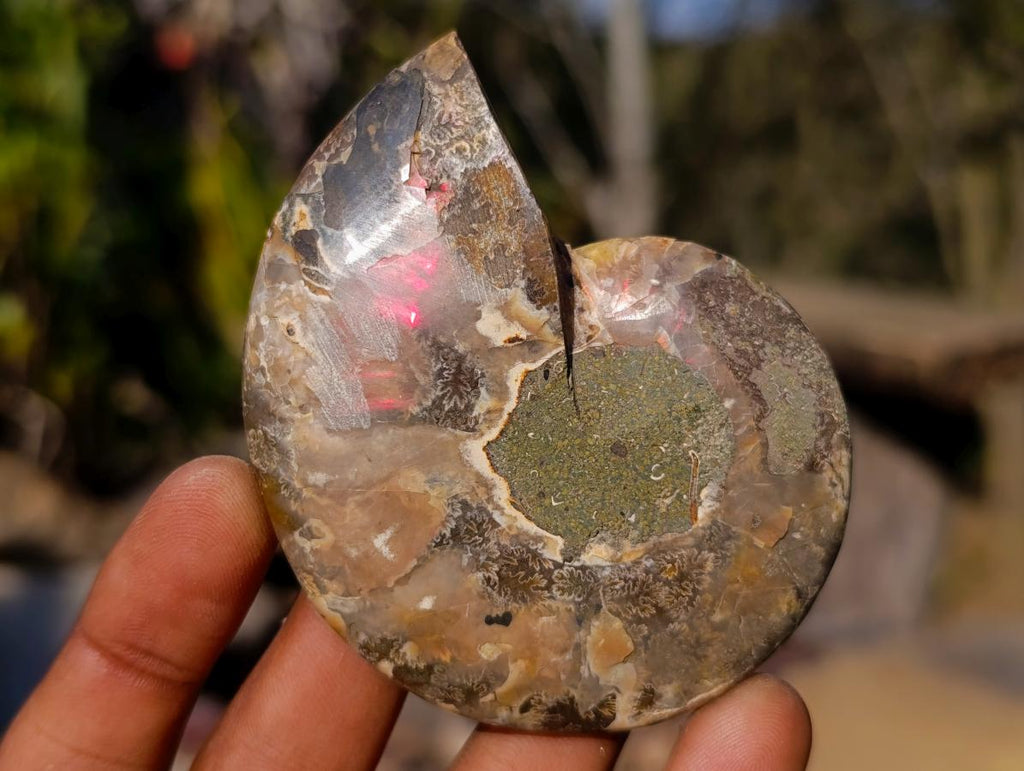 Polished Cleoniceras Ammonite Fossil Pairs x 6 pairs From Tulear, Madagascar