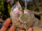 Polished Cleoniceras Ammonite Fossil Pairs x 6 pairs From Tulear, Madagascar