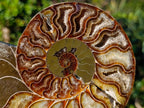 Polished Cleoniceras Ammonite Fossil Pairs x 2 From Tulear, Madagascar