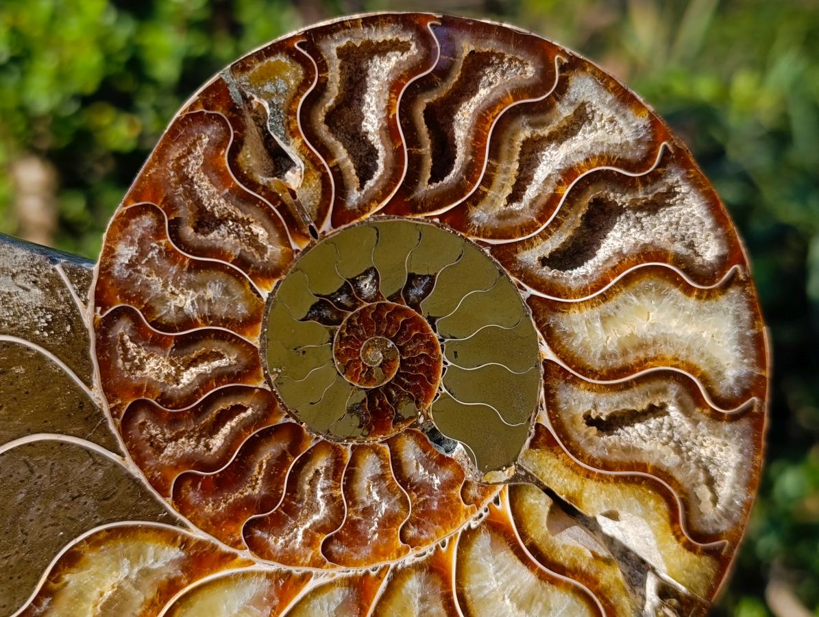 Polished Cleoniceras Ammonite Fossil Pairs x 2 From Tulear, Madagascar