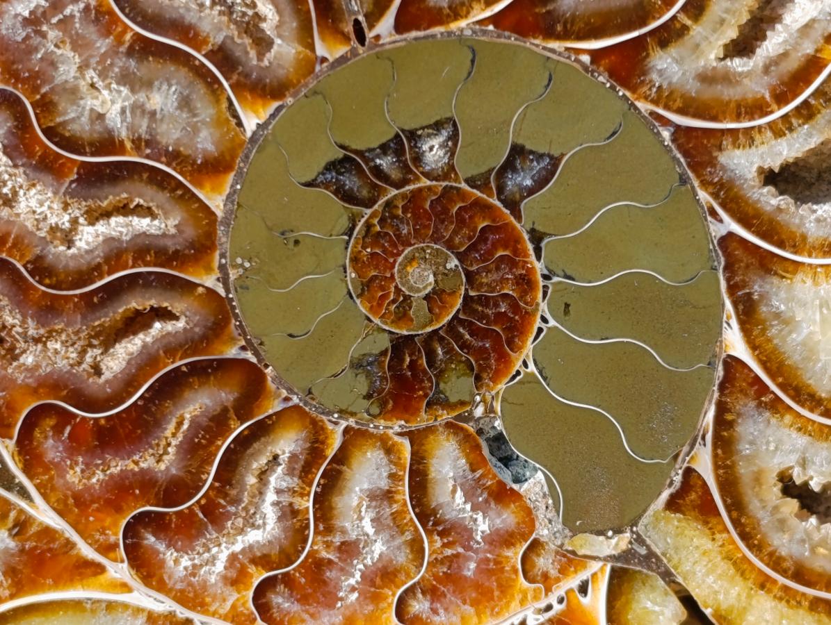 Polished Cleoniceras Ammonite Fossil Pairs x 2 From Tulear, Madagascar