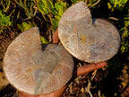 Polished Cleoniceras Ammonite Fossil Pairs x 2 From Tulear, Madagascar