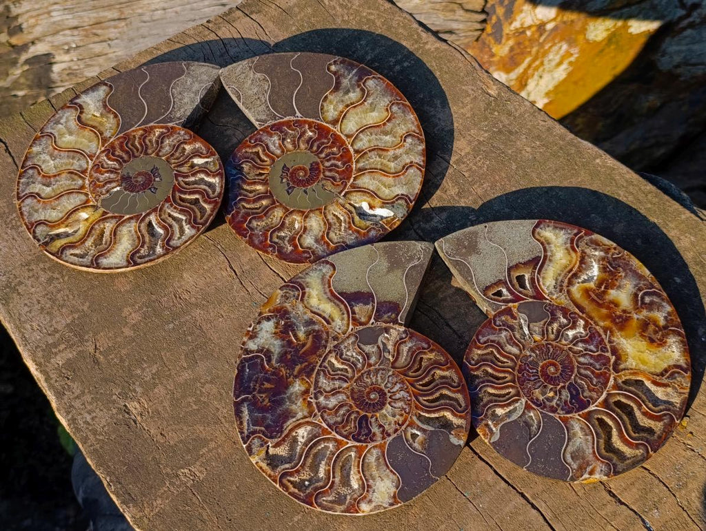 Polished Cleoniceras Ammonite Fossil Pairs x 2 From Tulear, Madagascar