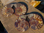 Polished Cleoniceras Ammonite Fossil Pairs x 2 From Tulear, Madagascar