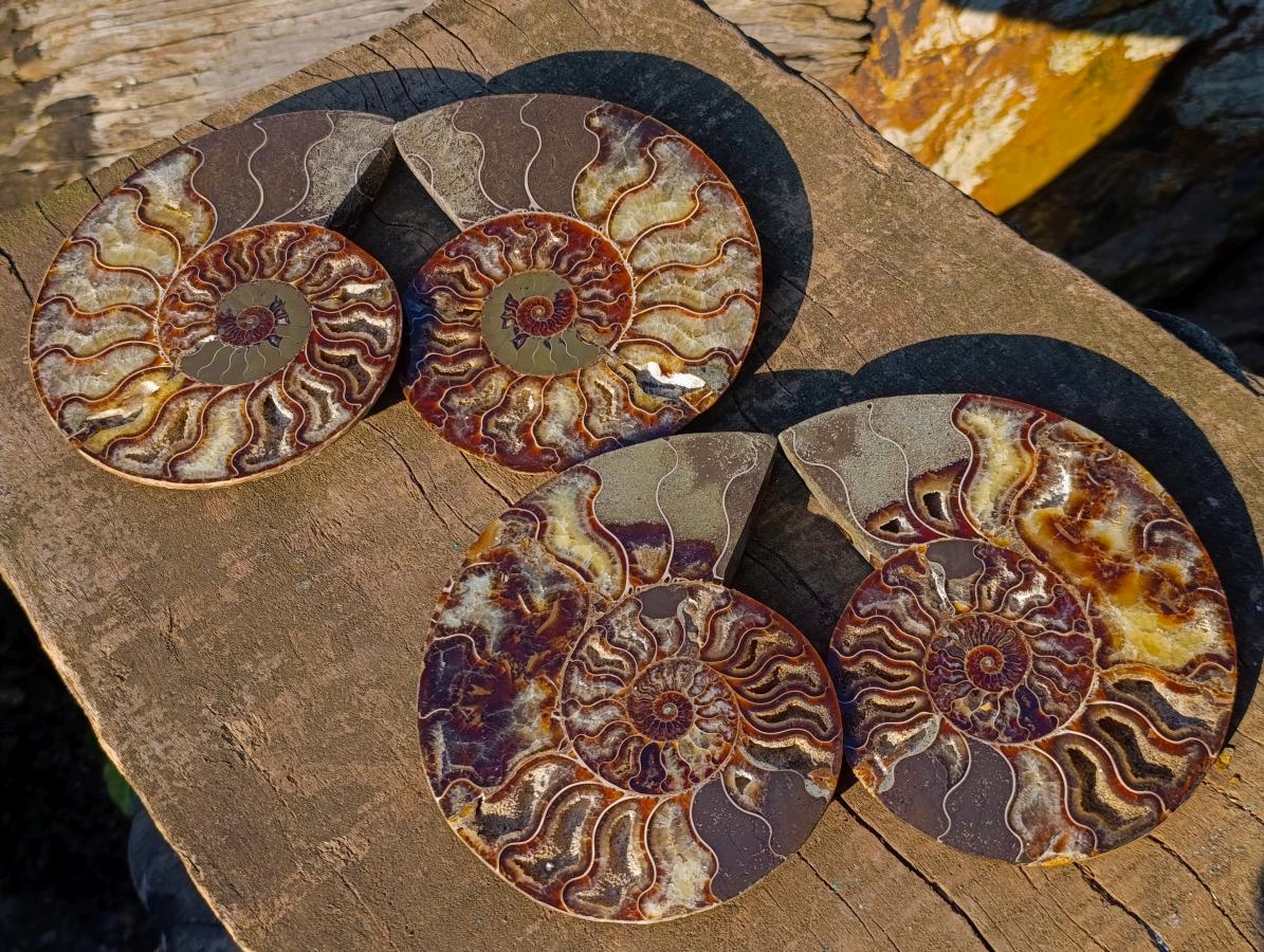 Polished Cleoniceras Ammonite Fossil Pairs x 2 From Tulear, Madagascar