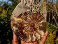 Polished Cleoniceras Ammonite Fossil Pairs x 2 From Tulear, Madagascar