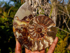 Polished Cleoniceras Ammonite Fossil Pairs x 2 From Tulear, Madagascar