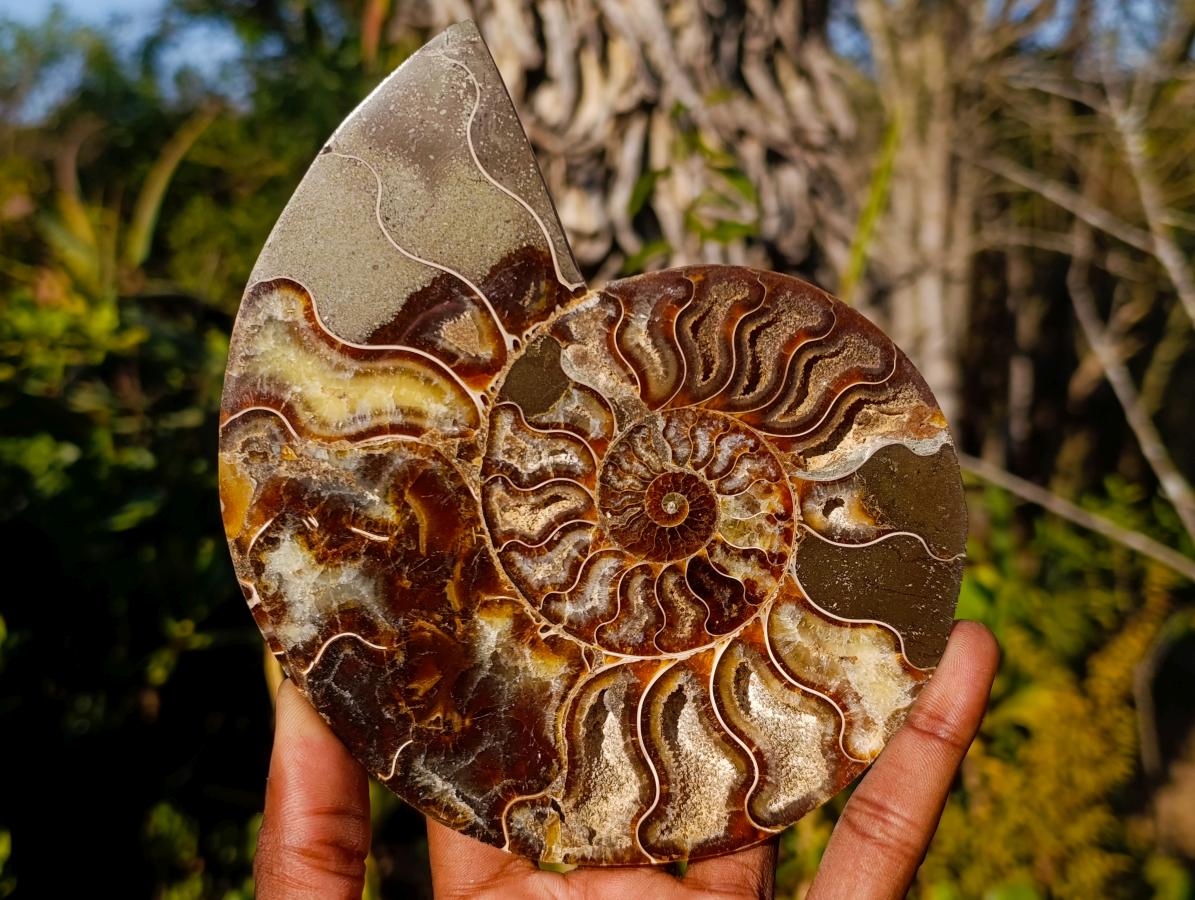 Polished Cleoniceras Ammonite Fossil Pairs x 2 From Tulear, Madagascar