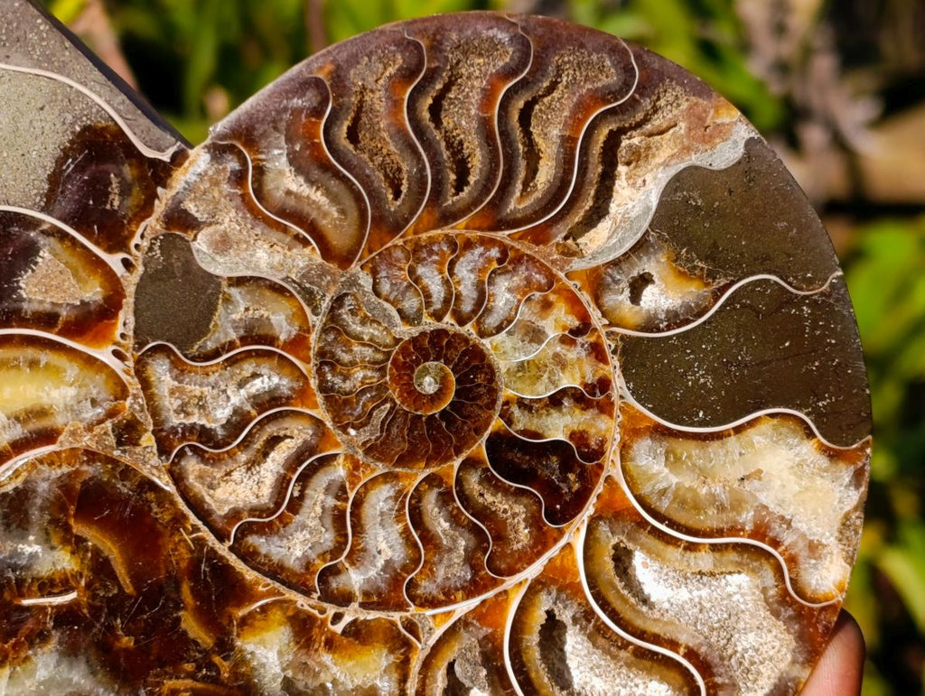 Polished Cleoniceras Ammonite Fossil Pairs x 2 From Tulear, Madagascar