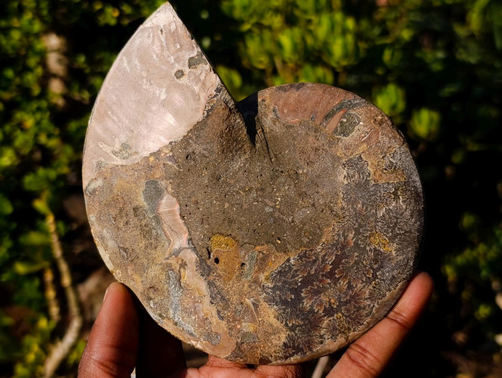 Polished Cleoniceras Ammonite Fossil Pairs x 2 From Tulear, Madagascar