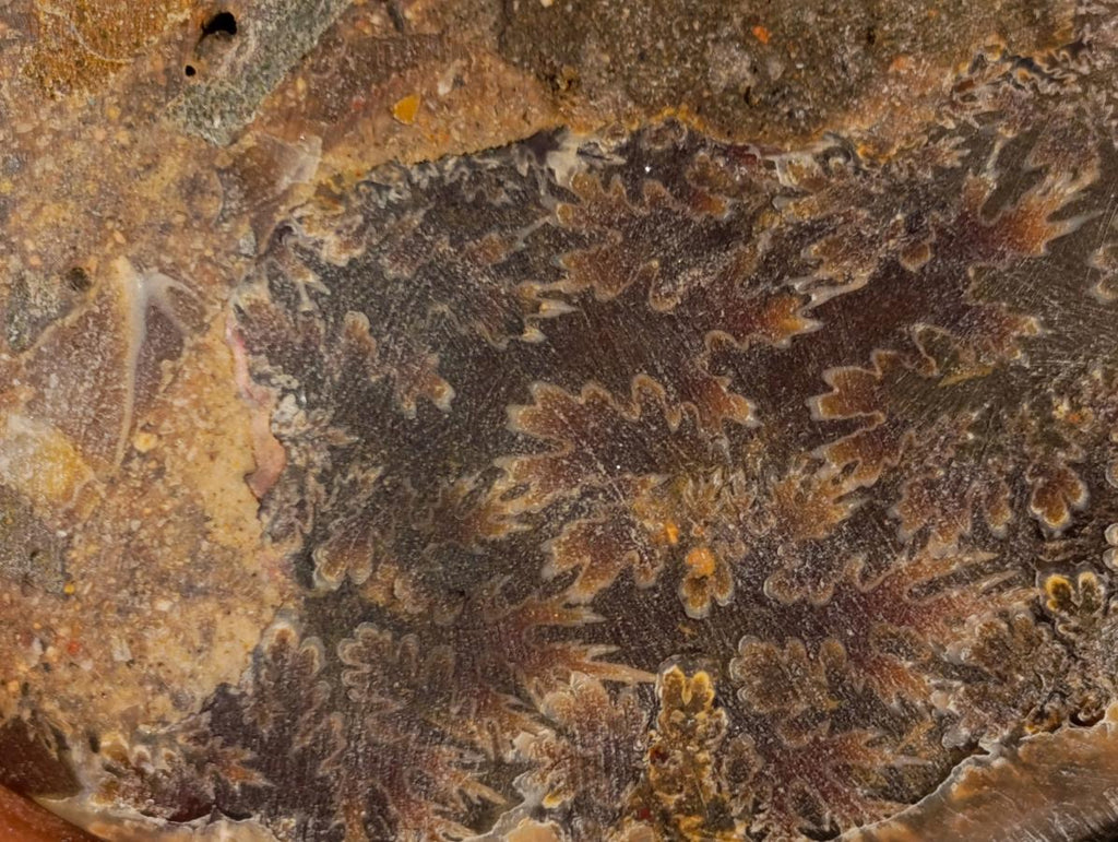 Polished Cleoniceras Ammonite Fossil Pairs x 2 From Tulear, Madagascar