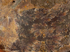 Polished Cleoniceras Ammonite Fossil Pairs x 2 From Tulear, Madagascar