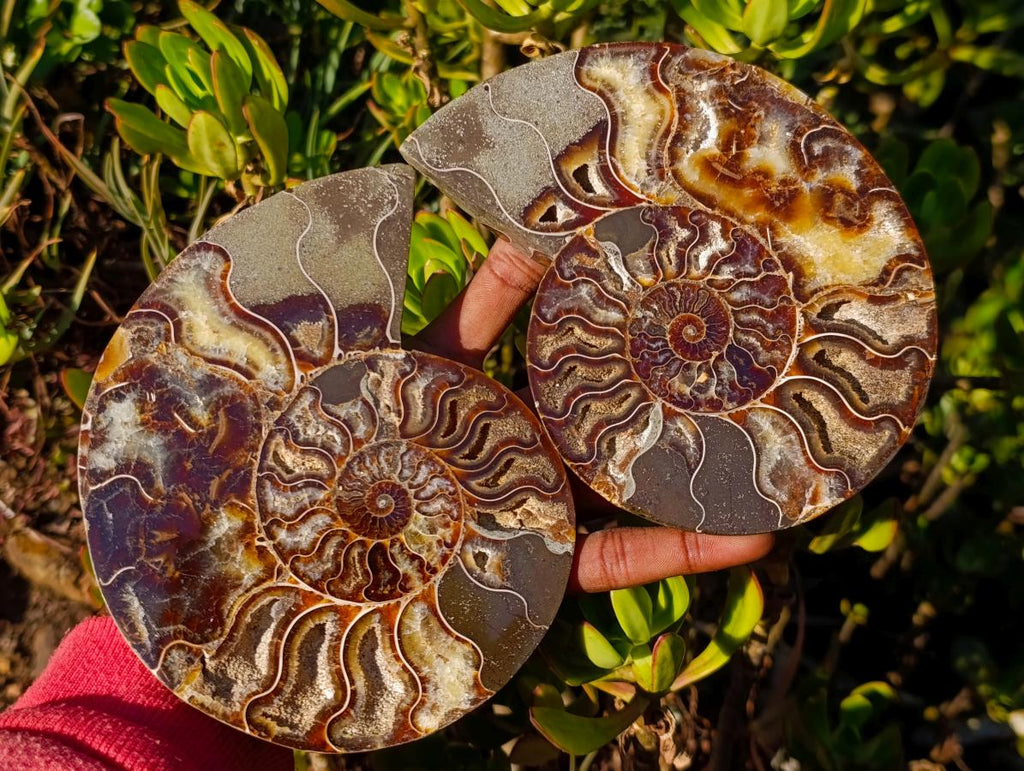 Polished Cleoniceras Ammonite Fossil Pairs x 2 From Tulear, Madagascar