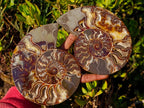 Polished Cleoniceras Ammonite Fossil Pairs x 2 From Tulear, Madagascar