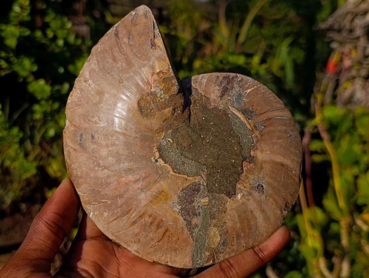 Polished Cleoniceras Ammonite Fossil Pairs x 2 From Tulear, Madagascar