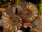 Polished Cleoniceras Ammonite Fossil Pairs x 2 From Tulear, Madagascar