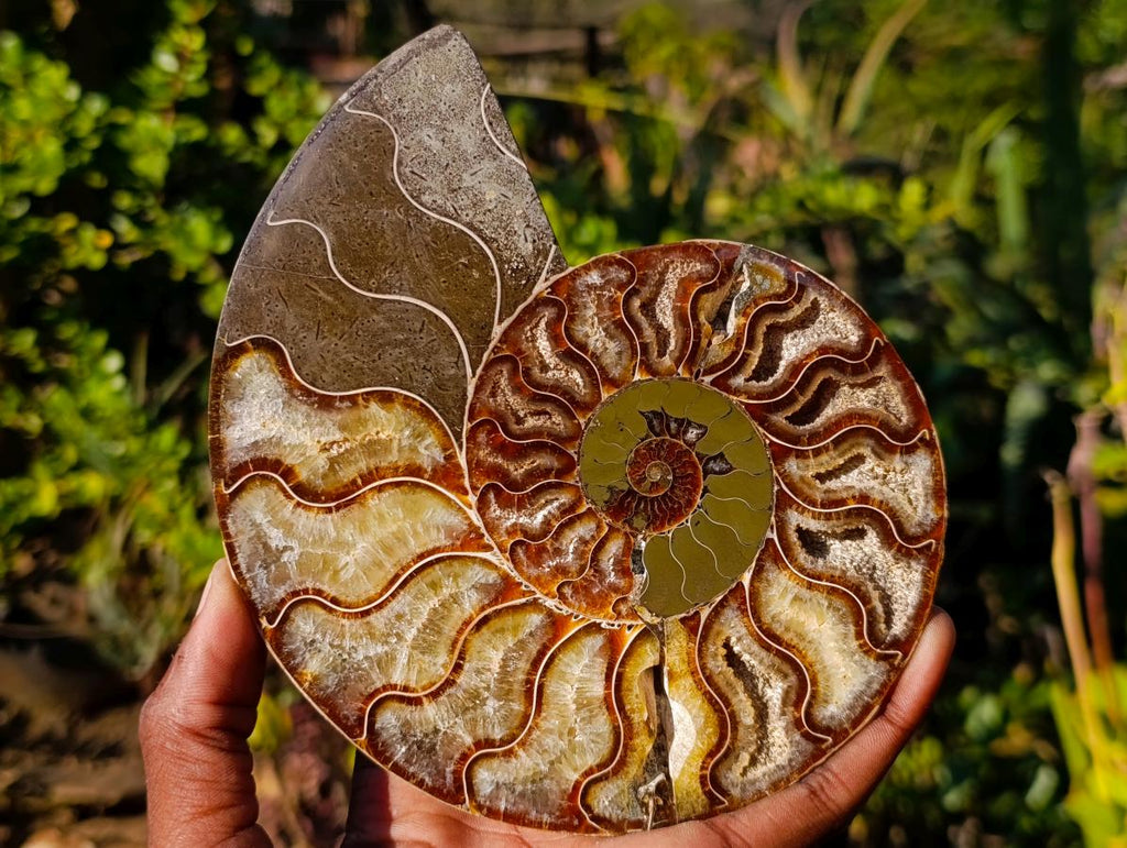 Polished Cleoniceras Ammonite Fossil Pairs x 2 From Tulear, Madagascar