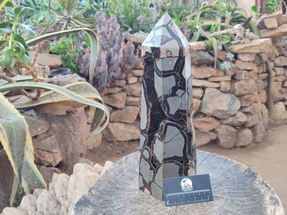 Polished XL Septerye Sauvage "Display Tower" x 1 From Mahajanga, Madagascar - Toprock Gemstones and Minerals 