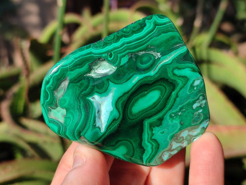 Polished Malacolla Free Forms x 6 From Kulukuluku, Congo - Toprock Gemstones and Minerals 