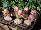 Hand Made Gemstone Protea Flowers x 6 From South Africa - Toprock Gemstones and Minerals 