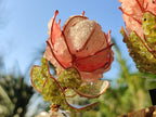Hand Made Gemstone Protea Flowers x 6 From South Africa - Toprock Gemstones and Minerals 