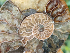 Polished Cleoniceras Ammonite Fossil Pairs x 7 From Tulear, Madagascar - Toprock Gemstones and Minerals 