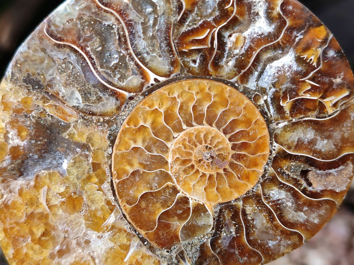 Polished Cleoniceras Ammonite Fossil Pairs x 7 From Tulear, Madagascar - Toprock Gemstones and Minerals 
