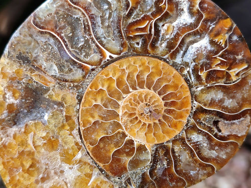 Polished Cleoniceras Ammonite Fossil Pairs x 7 From Tulear, Madagascar - Toprock Gemstones and Minerals 