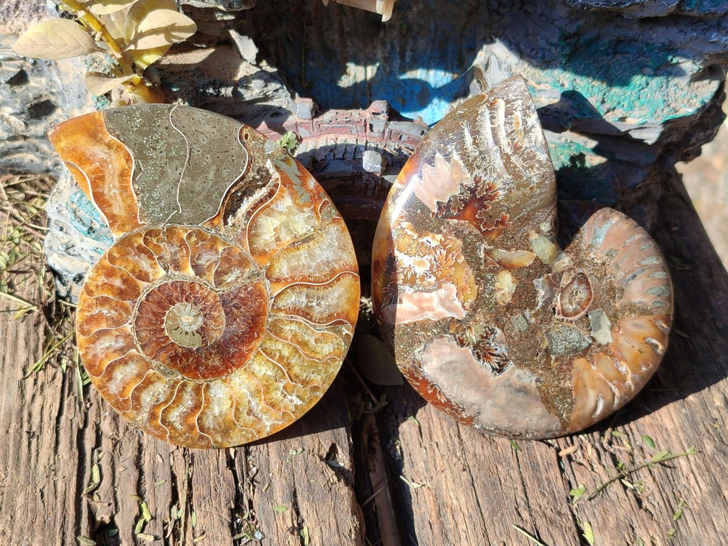 Polished Cleoniceras Ammonite Fossil Pairs x 7 From Tulear, Madagascar - Toprock Gemstones and Minerals 