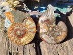 Polished Cleoniceras Ammonite Fossil Pairs x 7 From Tulear, Madagascar - Toprock Gemstones and Minerals 