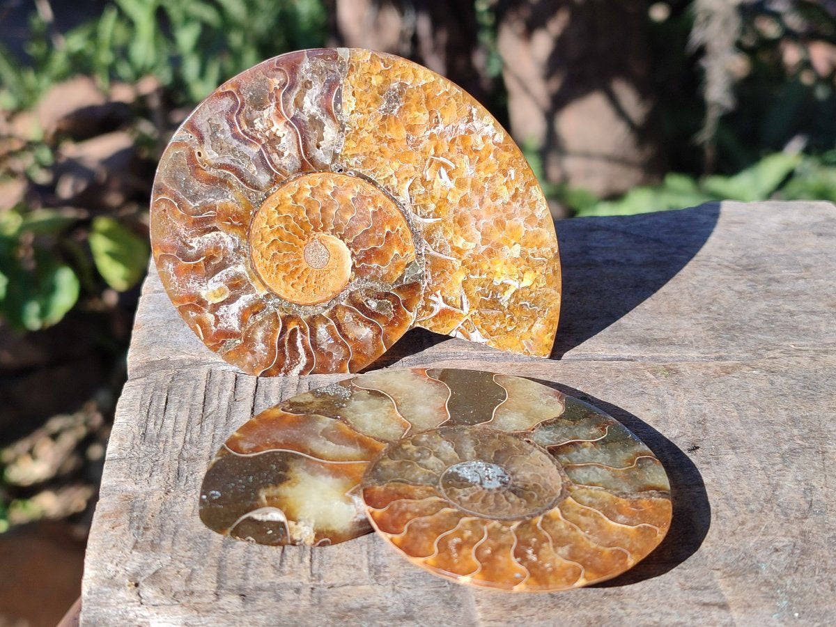Polished Cleoniceras Ammonite Fossil Pairs x 7 From Tulear, Madagascar - Toprock Gemstones and Minerals 