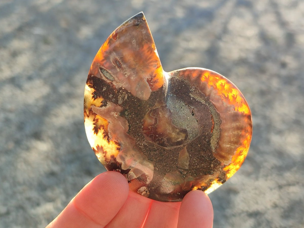 Polished Cleoniceras Ammonite Fossil Pairs x 7 From Tulear, Madagascar - Toprock Gemstones and Minerals 