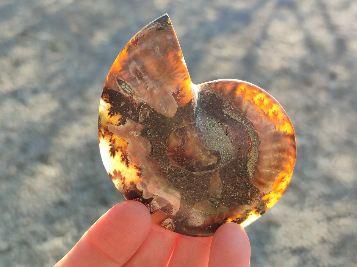 Polished Cleoniceras Ammonite Fossil Pairs x 7 From Tulear, Madagascar - Toprock Gemstones and Minerals 