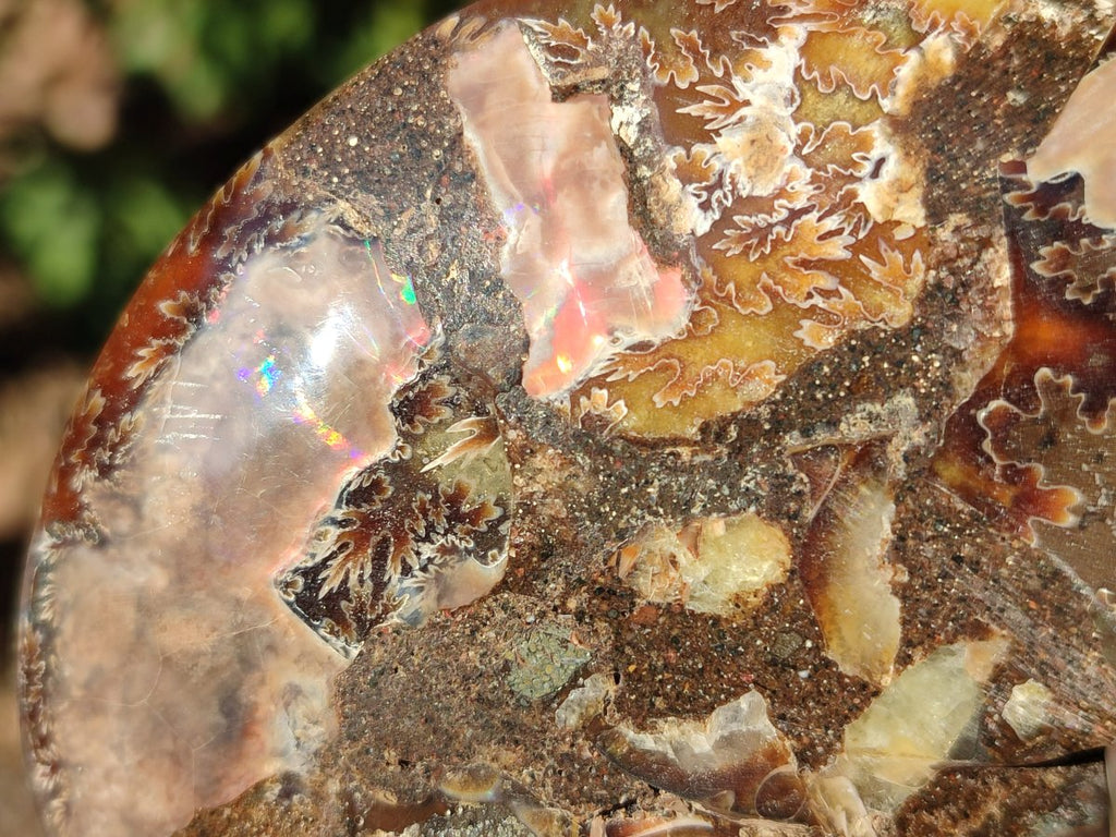 Polished Cleoniceras Ammonite Fossil Pairs x 7 From Tulear, Madagascar - Toprock Gemstones and Minerals 