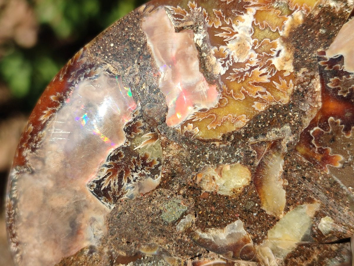 Polished Cleoniceras Ammonite Fossil Pairs x 7 From Tulear, Madagascar - Toprock Gemstones and Minerals 