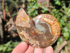 Polished Cleoniceras Ammonite Fossil Pairs x 7 From Tulear, Madagascar - Toprock Gemstones and Minerals 