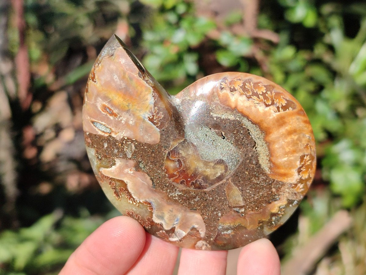 Polished Cleoniceras Ammonite Fossil Pairs x 7 From Tulear, Madagascar - Toprock Gemstones and Minerals 