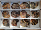Polished Cleoniceras Ammonite Fossil Pairs x 7 From Tulear, Madagascar - Toprock Gemstones and Minerals 