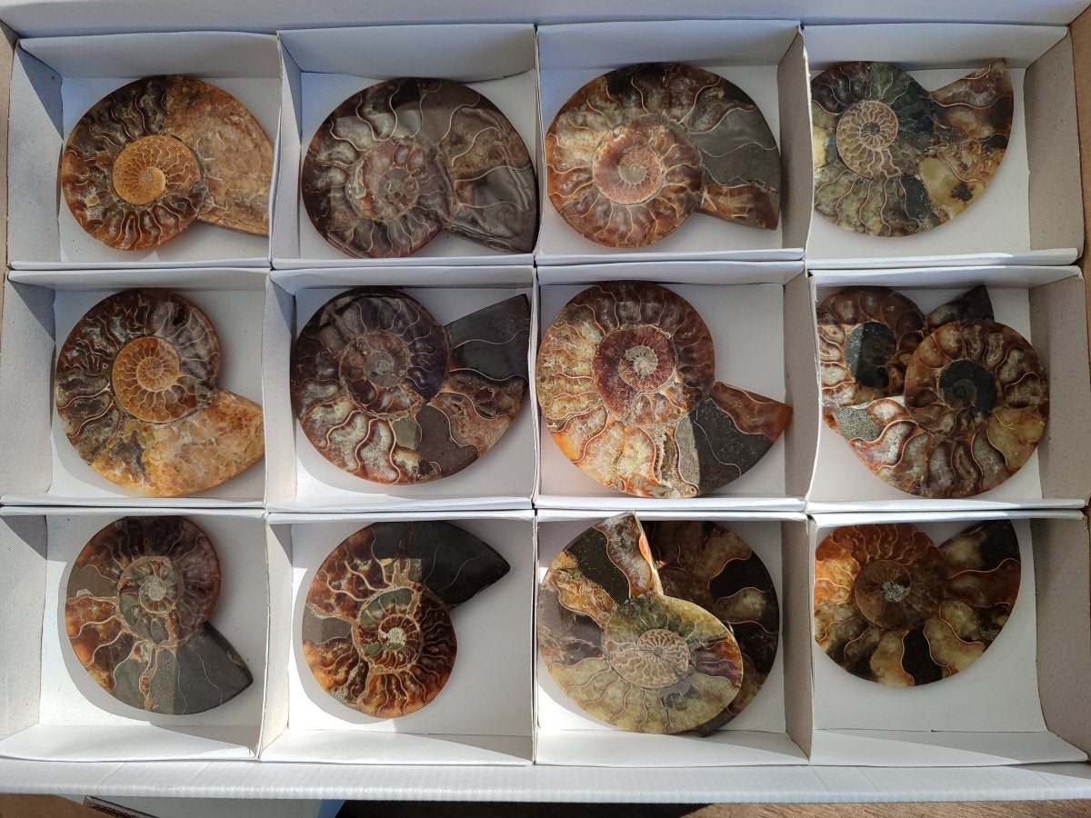 Polished Cleoniceras Ammonite Fossil Pairs x 7 From Tulear, Madagascar - Toprock Gemstones and Minerals 