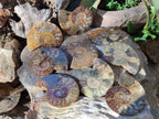 Polished Cleoniceras Ammonite Fossil Pairs x 7 From Tulear, Madagascar - Toprock Gemstones and Minerals 