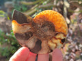 Polished Cleoniceras Ammonite Fossil Pairs x 7 From Tulear, Madagascar - Toprock Gemstones and Minerals 
