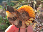 Polished Cleoniceras Ammonite Fossil Pairs x 7 From Tulear, Madagascar - Toprock Gemstones and Minerals 