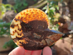 Polished Cleoniceras Ammonite Fossil Pairs x 7 From Tulear, Madagascar - Toprock Gemstones and Minerals 
