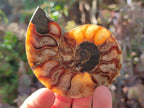 Polished Cleoniceras Ammonite Fossil Pairs x 7 From Tulear, Madagascar - Toprock Gemstones and Minerals 