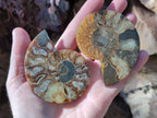 Polished Cleoniceras Ammonite Fossil Pairs x 7 From Tulear, Madagascar - Toprock Gemstones and Minerals 
