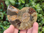 Polished Cleoniceras Ammonite Fossil Pairs x 7 From Tulear, Madagascar - Toprock Gemstones and Minerals 