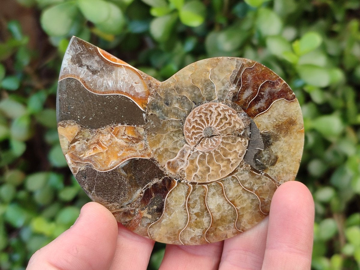 Polished Cleoniceras Ammonite Fossil Pairs x 7 From Tulear, Madagascar - Toprock Gemstones and Minerals 